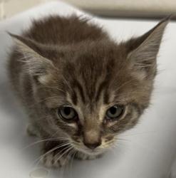 Shelter Stray Female Cat last seen Oakland, CA 94605, Oakland, CA 94601