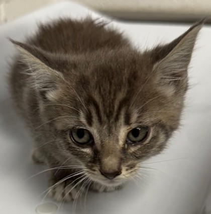 Shelter Stray Female Cat last seen Oakland, CA 94605, Oakland, CA 94601