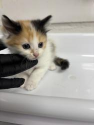 Shelter Stray Female Cat last seen Oakland, CA 94603, Oakland, CA 94601