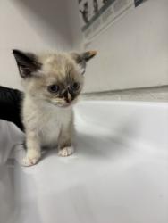 Shelter Stray Female Cat last seen Oakland, CA 94603, Oakland, CA 94601