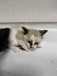 Shelter Stray Female Cat last seen Oakland, CA 94603, Oakland, CA 94601