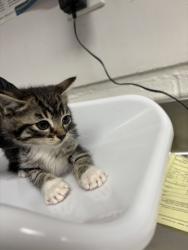 Shelter Stray Female Cat last seen Oakland, CA 94603, Oakland, CA 94601
