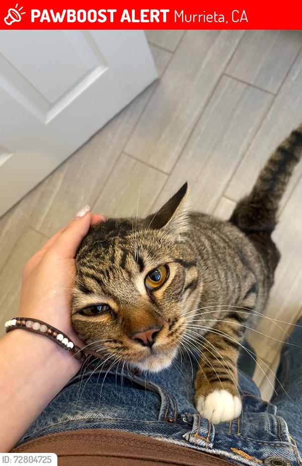 Lost Male Cat last seen Vista Murrieta High School, Murrieta, CA 92563