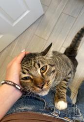 Lost Male Cat last seen Vista Murrieta High School, Murrieta, CA 92563