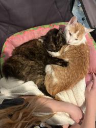 Lost Female Cat last seen Pebble Ridge, Byhalia ms , Byhalia, MS 38611