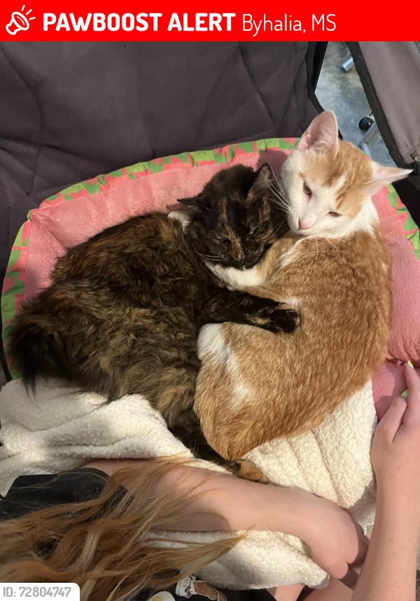 Lost Female Cat last seen Pebble Ridge, Byhalia ms , Byhalia, MS 38611