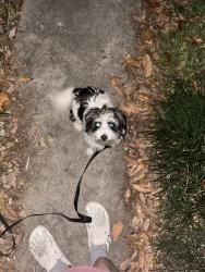 Found/Stray Unknown Dog last seen Berkley dr, New Orleans, LA 70131