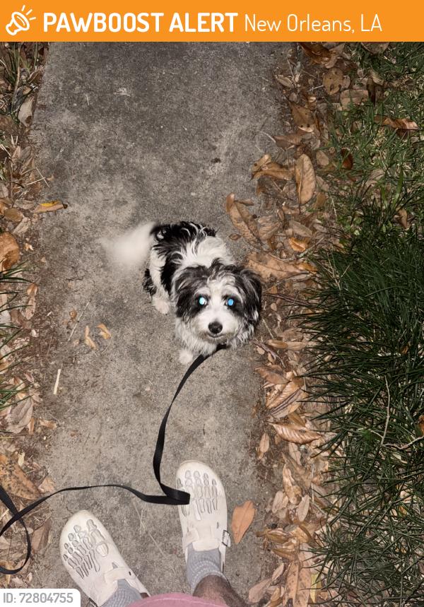 Found/Stray Unknown Dog last seen Berkley dr, New Orleans, LA 70131