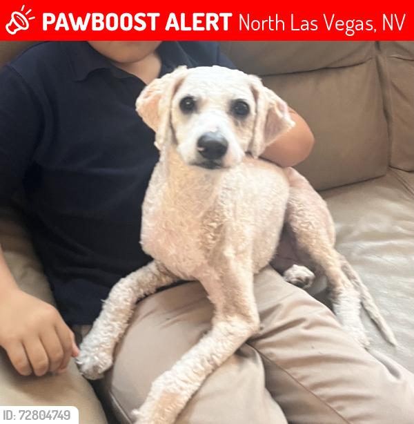Lost Male Dog last seen Deer Springs and Aviary Way, North Las Vegas, NV 89084