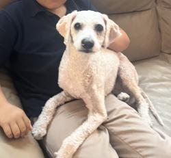 Lost Male Dog last seen Deer Springs and Aviary Way, North Las Vegas, NV 89084