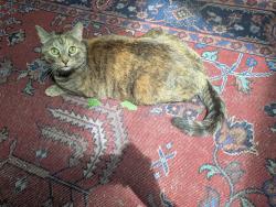 Lost Female Cat last seen Hickory and Cherokee intersection, Richmond, VA 23235