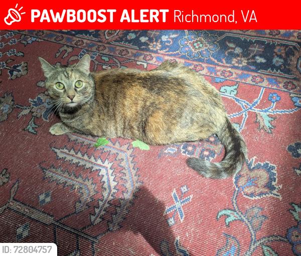 Lost Female Cat last seen Hickory and Cherokee intersection, Richmond, VA 23235
