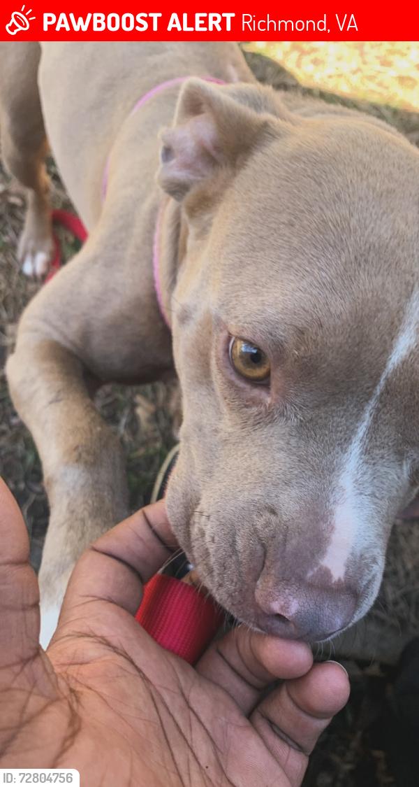 Lost Female Dog last seen Commerce, Richmond, VA 23224