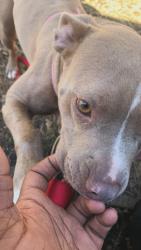 Lost Female Dog last seen Commerce, Richmond, VA 23224