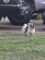 Found/Stray Unknown Dog last seen Belinda parkway , Mt. Juliet, TN 37122