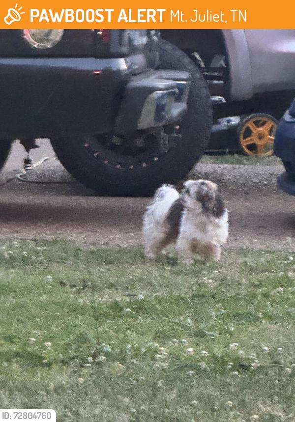 Found/Stray Unknown Dog last seen Belinda parkway, Mt. Juliet, TN 37122