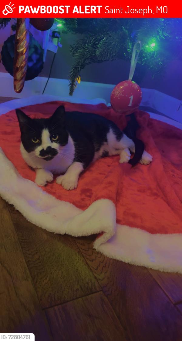 Lost Male Cat last seen Excello dr , Saint Joseph, MO 64503