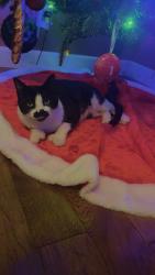 Lost Male Cat last seen Excello dr , Saint Joseph, MO 64503
