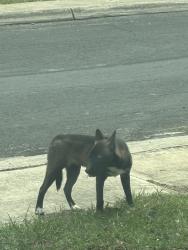 Found/Stray Unknown Dog last seen Stable Hollow, Dapple Drive, Arabian Creek, San Antonio, TX 78244