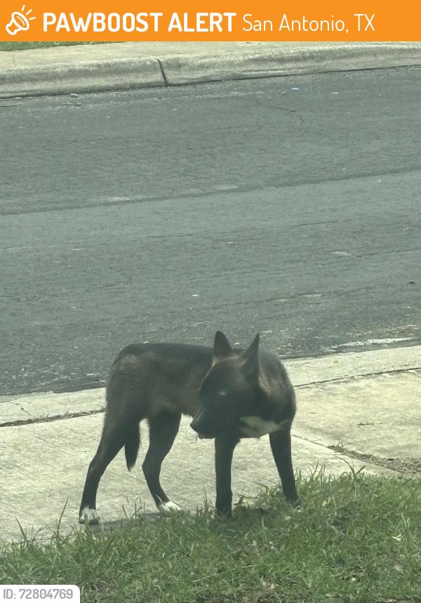 Found/Stray Unknown Dog last seen Stable Hollow, Dapple Drive, Arabian Creek, San Antonio, TX 78244