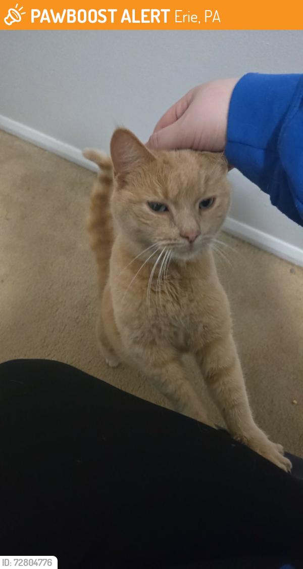Found/Stray Unknown Cat last seen Near Hess ave, Erie, PA 16507