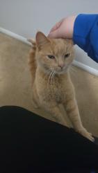 Found/Stray Unknown Cat last seen Near Hess ave, Erie, PA 16507