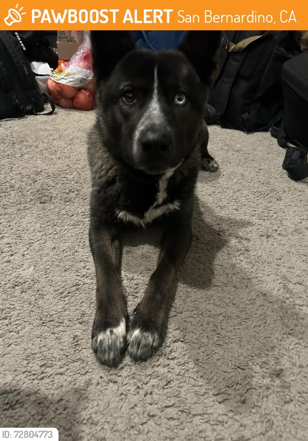 Found/Stray Male Dog last seen Tippicanoe and Harry Sheppard blvd, San Bernardino, CA 92408