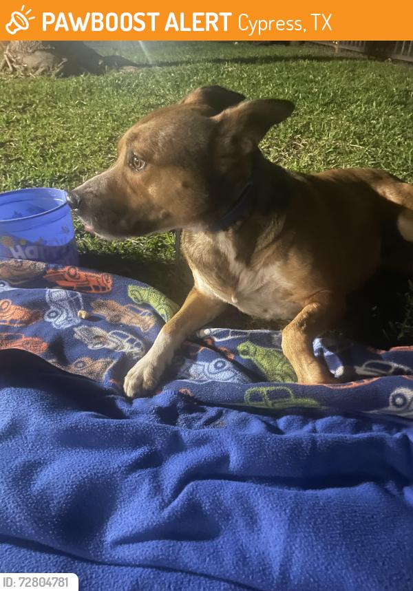 Found/Stray Female Dog last seen Blackhorse Ranch South, Cypress, TX 77433