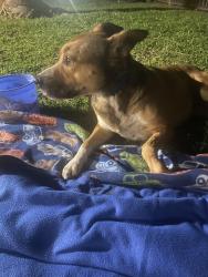Found/Stray Female Dog last seen Blackhorse Ranch South, Cypress, TX 77433