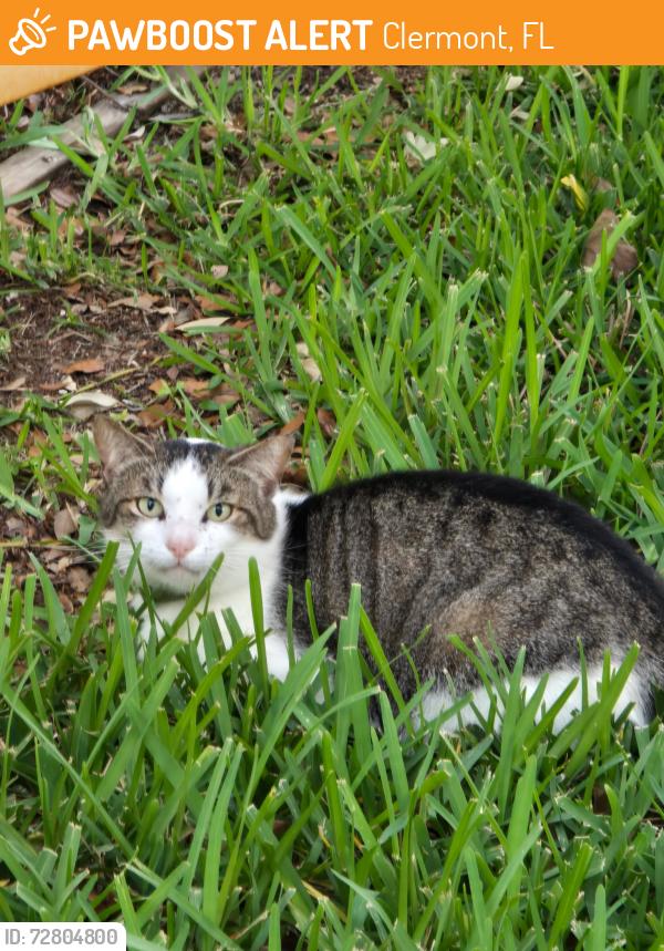 Found/Stray Unknown Cat last seen Turnstone Way, Clermont Fl, Clermont, FL 34711
