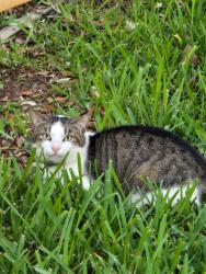 Found/Stray Unknown Cat last seen Turnstone Way, Clermont Fl, Clermont, FL 34711