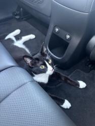 Found/Stray Unknown Cat last seen Ximeno ave/traffic circle, Long Beach, CA 90804