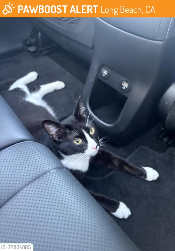 Found/Stray Unknown Cat last seen Ximeno ave/traffic circle, Long Beach, CA 90804