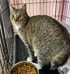 Shelter Stray Female Cat last seen , Portland, IN 47371