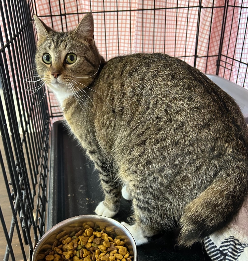 Shelter Stray Female Cat last seen , Portland, IN 47371