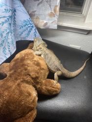 Lost Female Reptile last seen Lemma drive chimney sweep , Houston, TX 77041