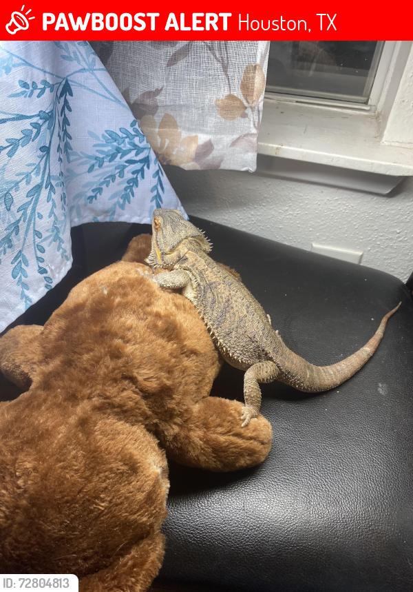 Lost Female Reptile last seen Lemma drive chimney sweep , Houston, TX 77041