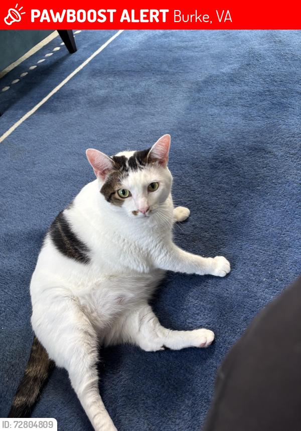 Lost Male Cat last seen Ashbourn drive, lake Braddock, Burke, VA 22015