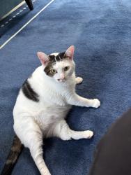 Lost Male Cat last seen Ashbourn drive, lake Braddock, Burke, VA 22015