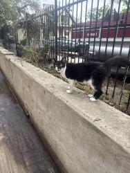 Found/Stray Female Cat last seen Burleson and North street right next to Texas State University campus. , San Marcos, TX 78666