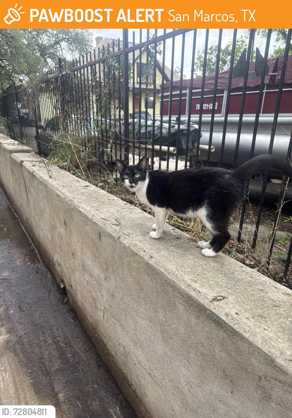 Found/Stray Female Cat last seen Burleson and North street right next to Texas State University campus. , San Marcos, TX 78666