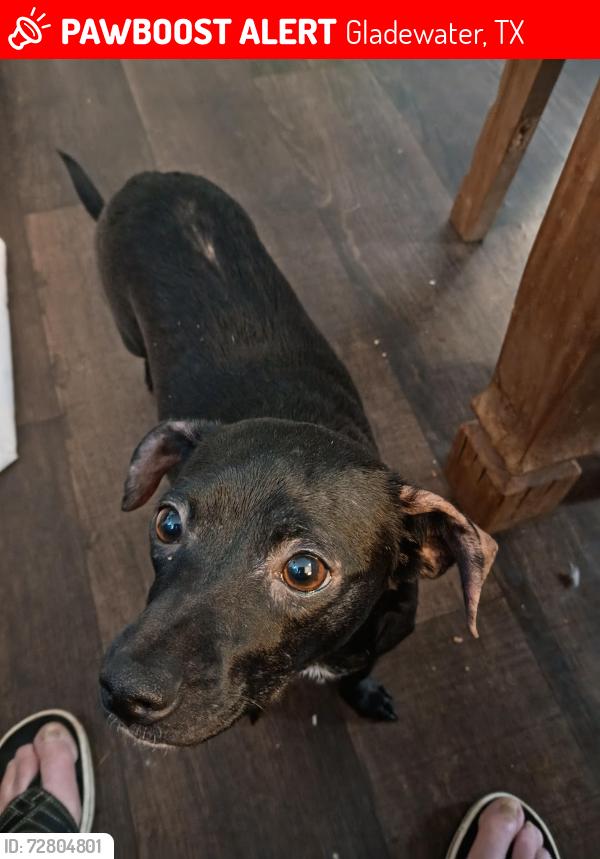 Lost Female Dog last seen Hey 271 and E Sheppard D Gladewater , Gladewater, TX 75647