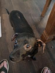 Lost Female Dog last seen Hey 271 and E Sheppard D Gladewater , Gladewater, TX 75647