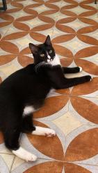 Lost Male Cat last seen Cerca de Calle 31 , Mérida, Yuc. 97219