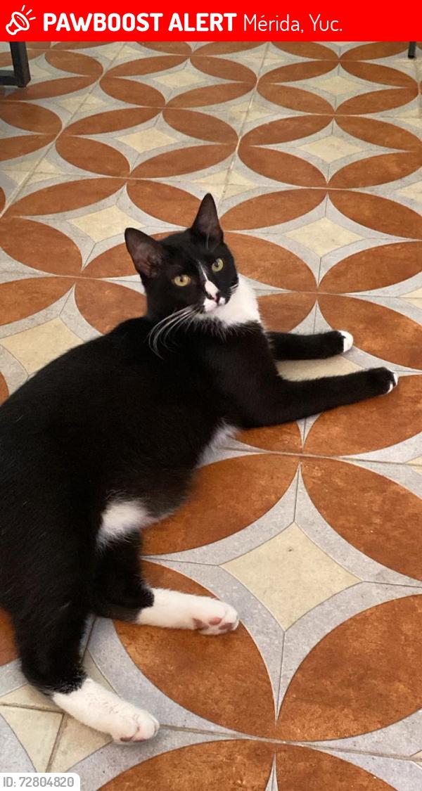 Lost Male Cat last seen Cerca de Calle 31 , Mérida, Yuc. 97219