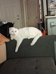 Lost Female Cat last seen Placentia and Madison Ave, Fullerton, CA 92831