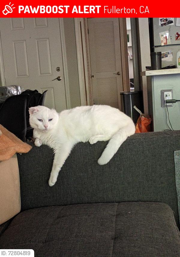 Lost Female Cat last seen Placentia and Madison Ave, Fullerton, CA 92831