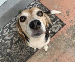 Lost Male Dog last seen Church St. Sanford , Sanford, FL 32771
