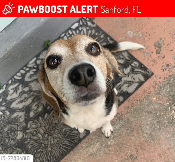 Lost Male Dog last seen Church St. Sanford, Sanford, FL 32771