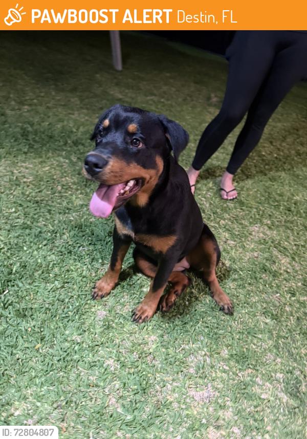 Found/Stray Female Dog last seen Legion drive , Destin, FL 32541
